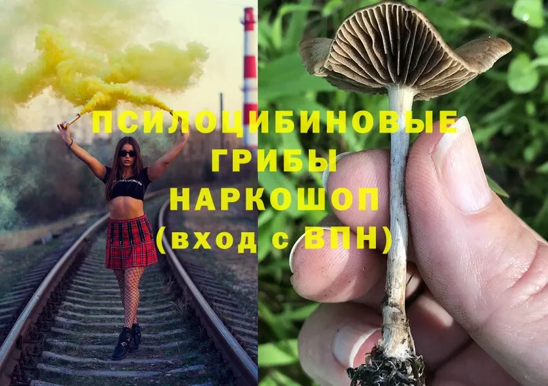 Псилоцибиновые грибы Psilocybe  купить закладку  Оса 